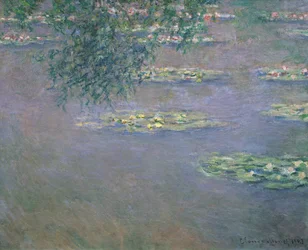 Lekníny, 1903